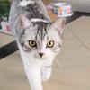 猫了个咪