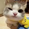 清茶
