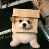 董总说农资