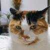 葡萄是只猫🐱🐱