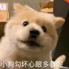 草卫圆圆