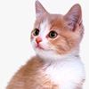 猫猫爱剪辑