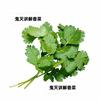 鬼灭讲解香菜