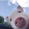 🐷k