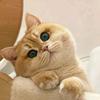 陈嗖嗖的猫舍