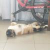客人