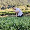 习礼问天下生态岩茶综合馆