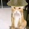 哈基高