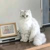 胖虎养猫