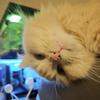 Mr.Cat