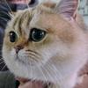 Y.猫咪🐱（沉淀ing）