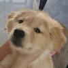圣代不是冰淇淋🐶