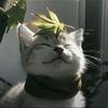 我的世界小歪