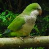 木子聊鹦鹉