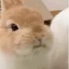 菜菜小丸仔🧀（努力涨粉版）