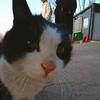 小猫电台