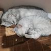 猫猫侠