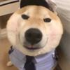 AAA养猪大户战