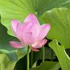 山野拾花碎碎念