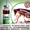 河南省美洲大蠊养殖基地