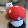 家电猫猫