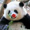 小圆圆大熊猫