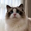 -招财胖墩小富猫