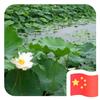 自由飞翔