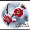 梅花雪