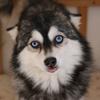 蓝瞳pomsky 博士奇繁育犬舍