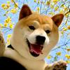 宙专营店-大大小小柴犬乐园