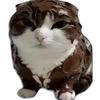 一只💩猫