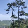 小河向北流