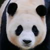 熊猫看剧
