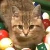 Verwirrt小猫.