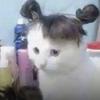 快乐猫me日记