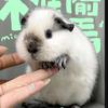 毛茸小怪兽