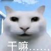 Csgo大表鸽