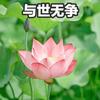 佛系玩家
