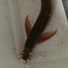 长鳍野生泥鳅