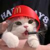 小猫教你学理财