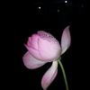 落花时节又逢君