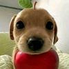 泪也是累.🐾