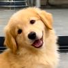 狗狗养护指南