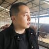 老表说牛羊（一天长四斤）