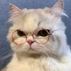 旺财猫