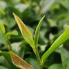一叶知茶