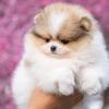 哈尔滨紫盈博美宠物犬