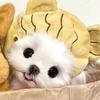 二猫