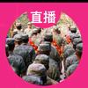 王班长-专项训练营（招生中）